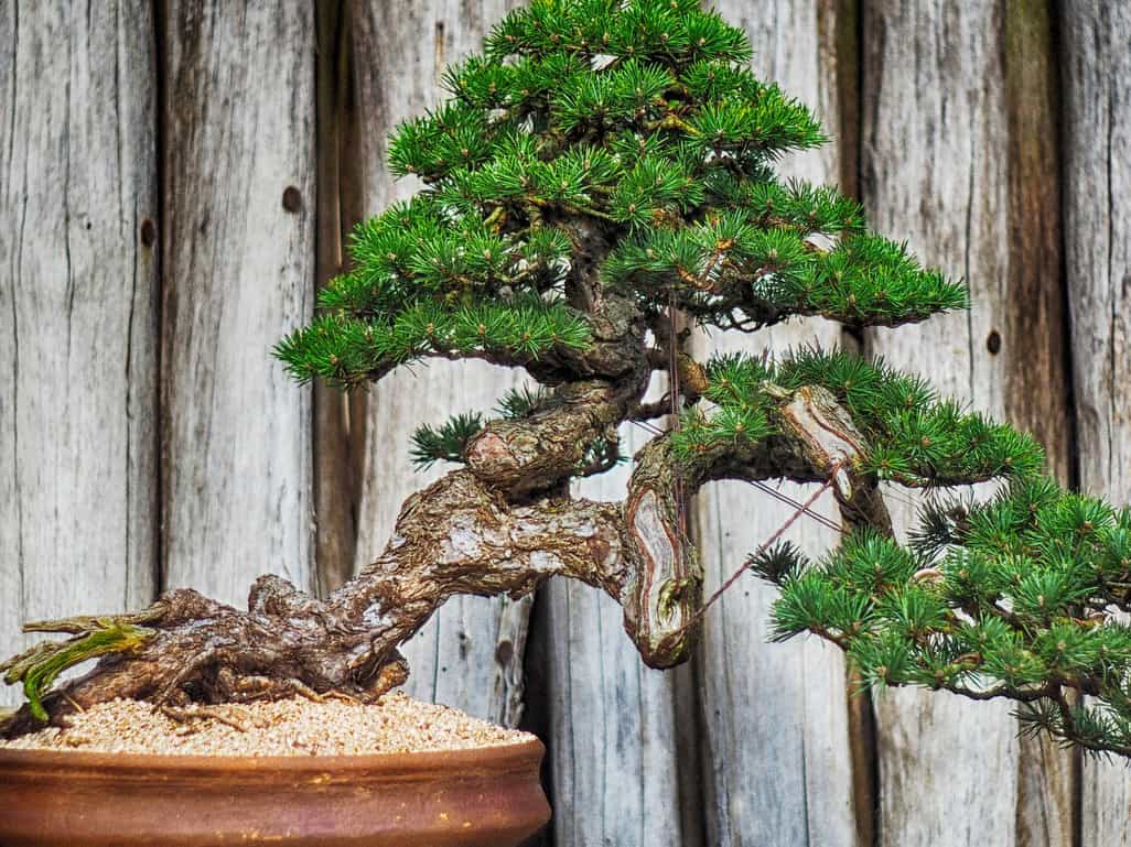Bonsai vor einem Holzzaun