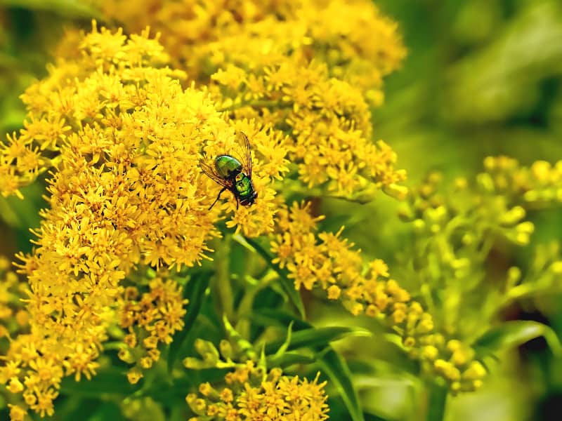 gelbe Goldrute mit grüner Fliege