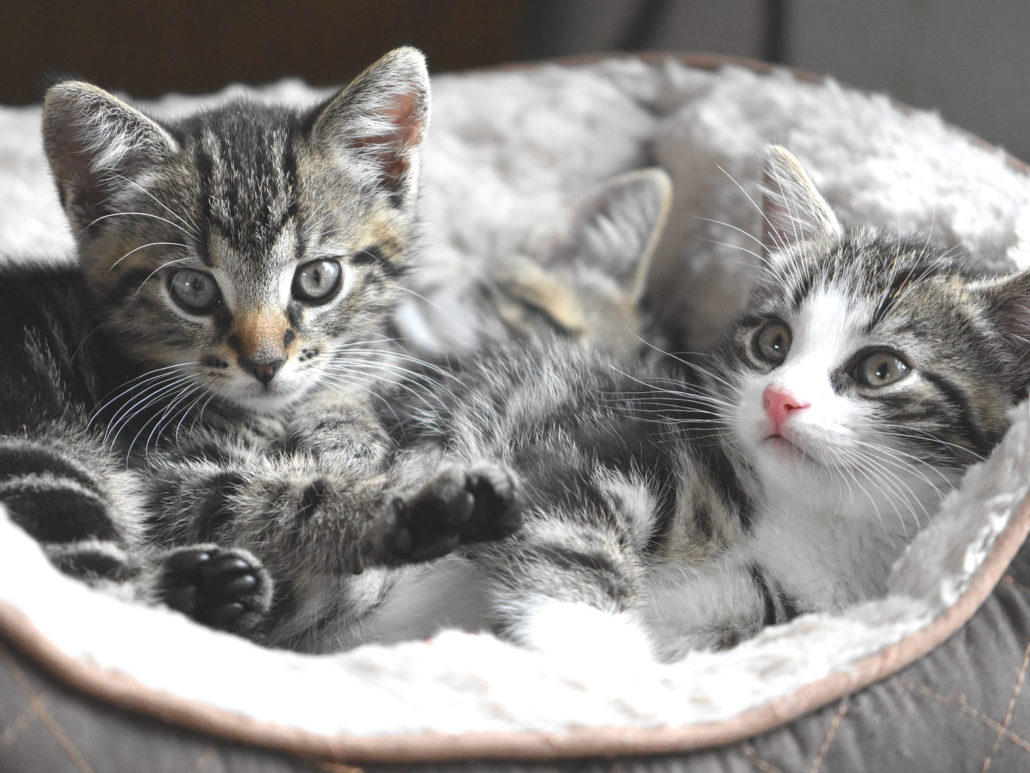 Katzenbabys in einem Körbchen
