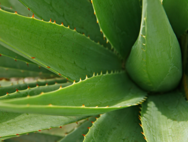 Nahaufnahme einer Aloe Vera-Pflanze