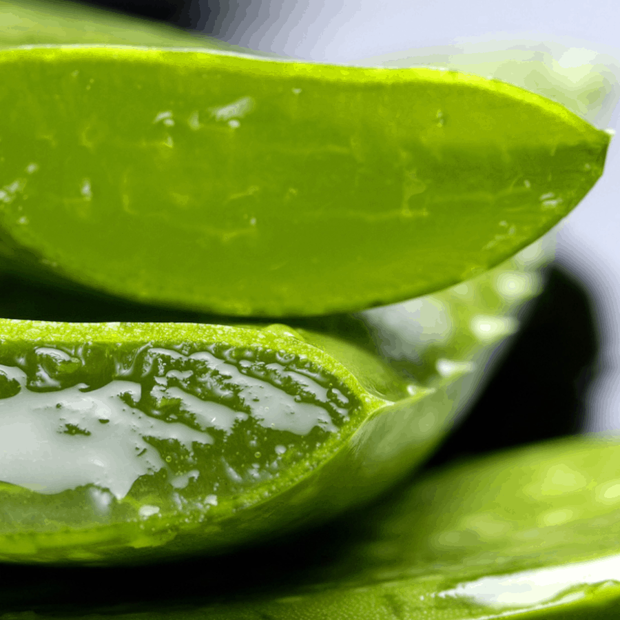 Nahaufnahme eines aufgeschnittenen Aloe Vera-Blatts