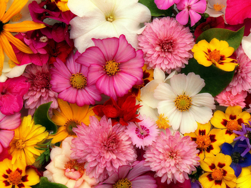 Die Sprache der Blumen: Let’s talk flowerish