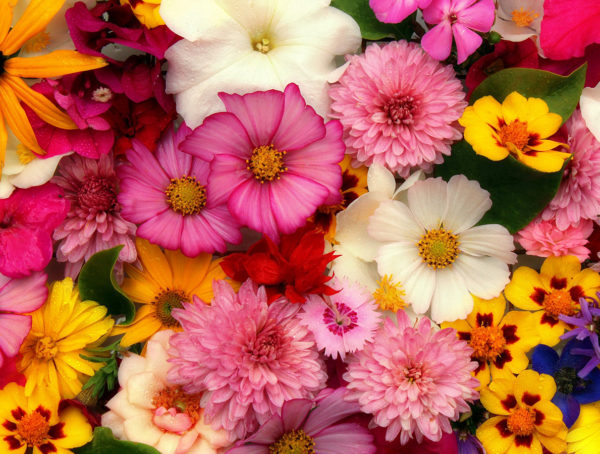 Buntes Blumenmeer