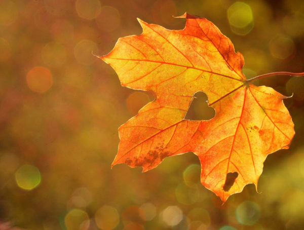 Herbstlaub mit Herbst