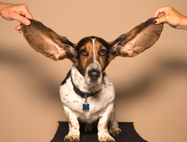 Basset Hound dessen Ohren lang uafgehalten werden