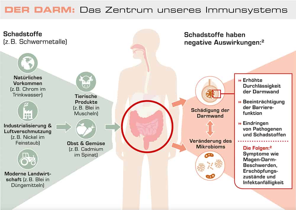 Der Darm: Das Zentrum unseres Immunsystems