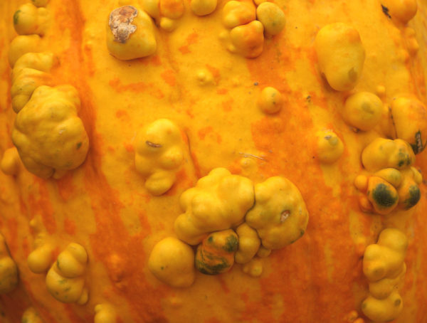 Warzen an einem orange farbenen Kürbis