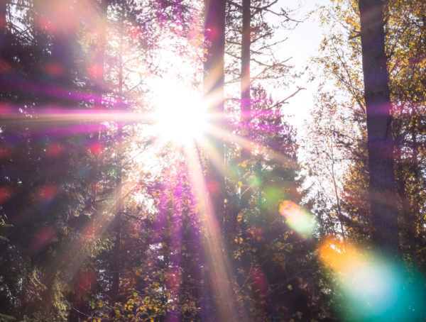 Sonne, die durch Bäume in einem Wald scheint