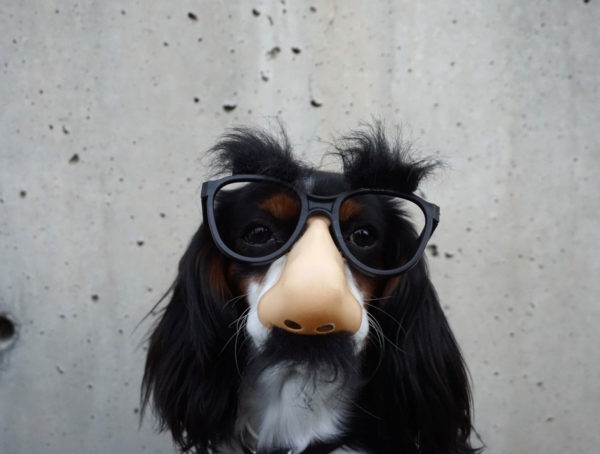 Hund mit Plastiknase und schwarzer Brille
