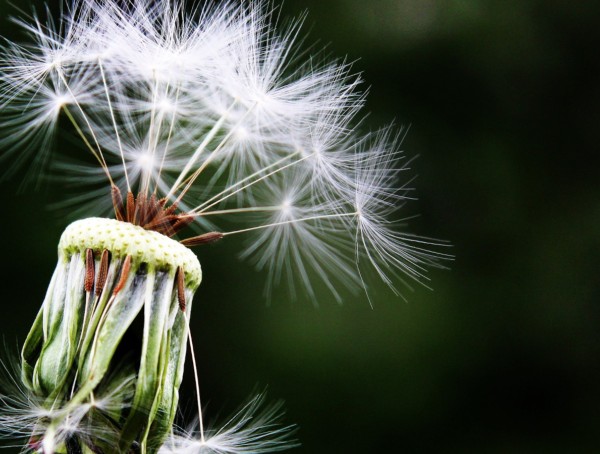 Symbolbild Levocetirizin Allergie Pusteblume