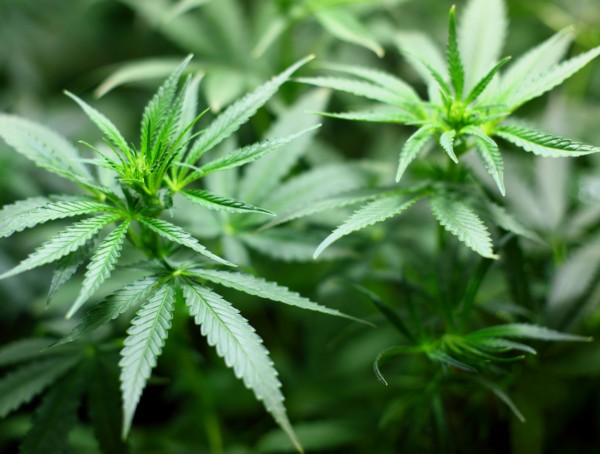 Cannabis Symbolbild Dronabinol
