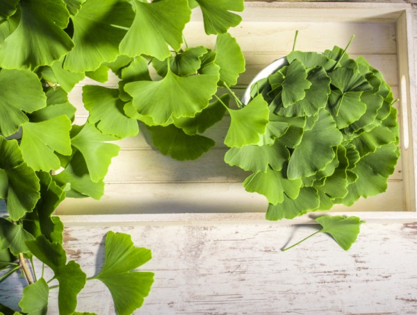Ginkgo