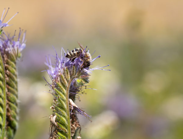 Symbolbild Blue Honey