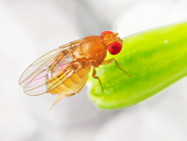 Tipps gegen Fruchtfliegen