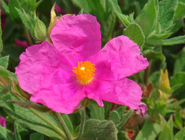 Cistus