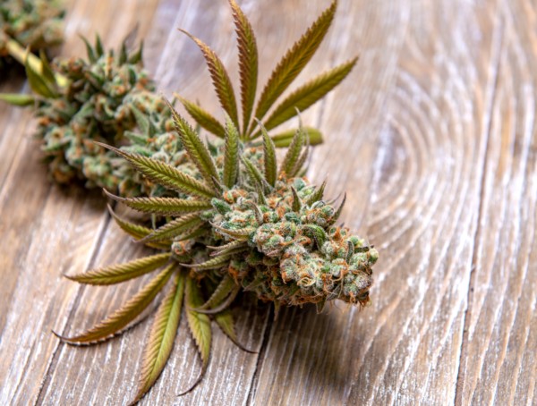 Symbolbild Cannabis BG-Rezept Medizinalcannabis