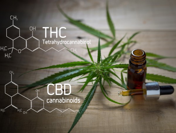 Symbolbild CBD-dominanter Vollspektrum-Cannabisextrakt