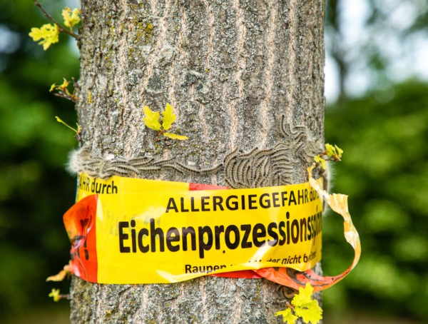 Symbolbild Eichenprozessionsspinner
