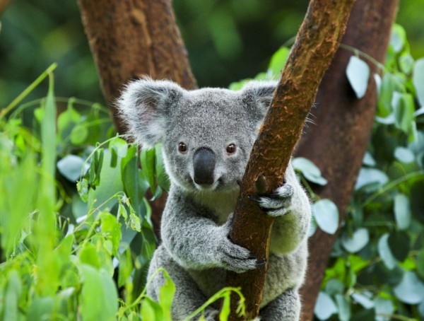 Symbolbild Koala Pinimenthol
