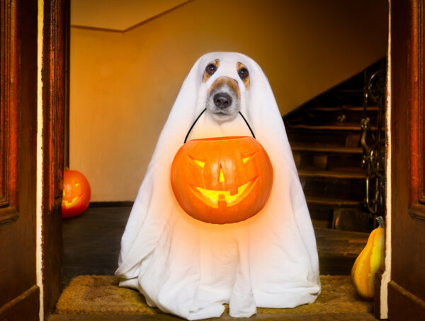 Symbolbild Halloween Kurzentschlossene