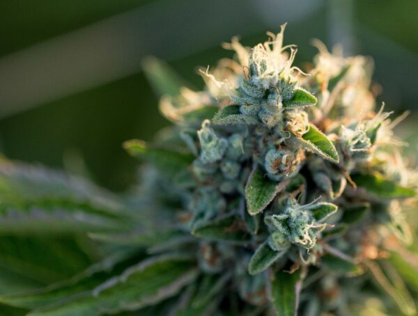 Symbolbild Cannabis Arzneimittel Cannabisblüten Vernichtung