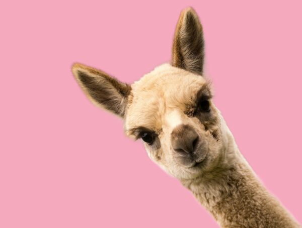 Symbolbild Alpacas Corona
