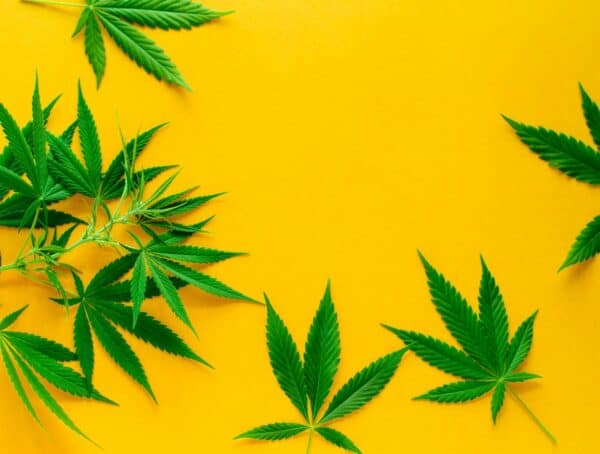 Symbolbild Cannabis-Legalisierung BfArM-Cannabis