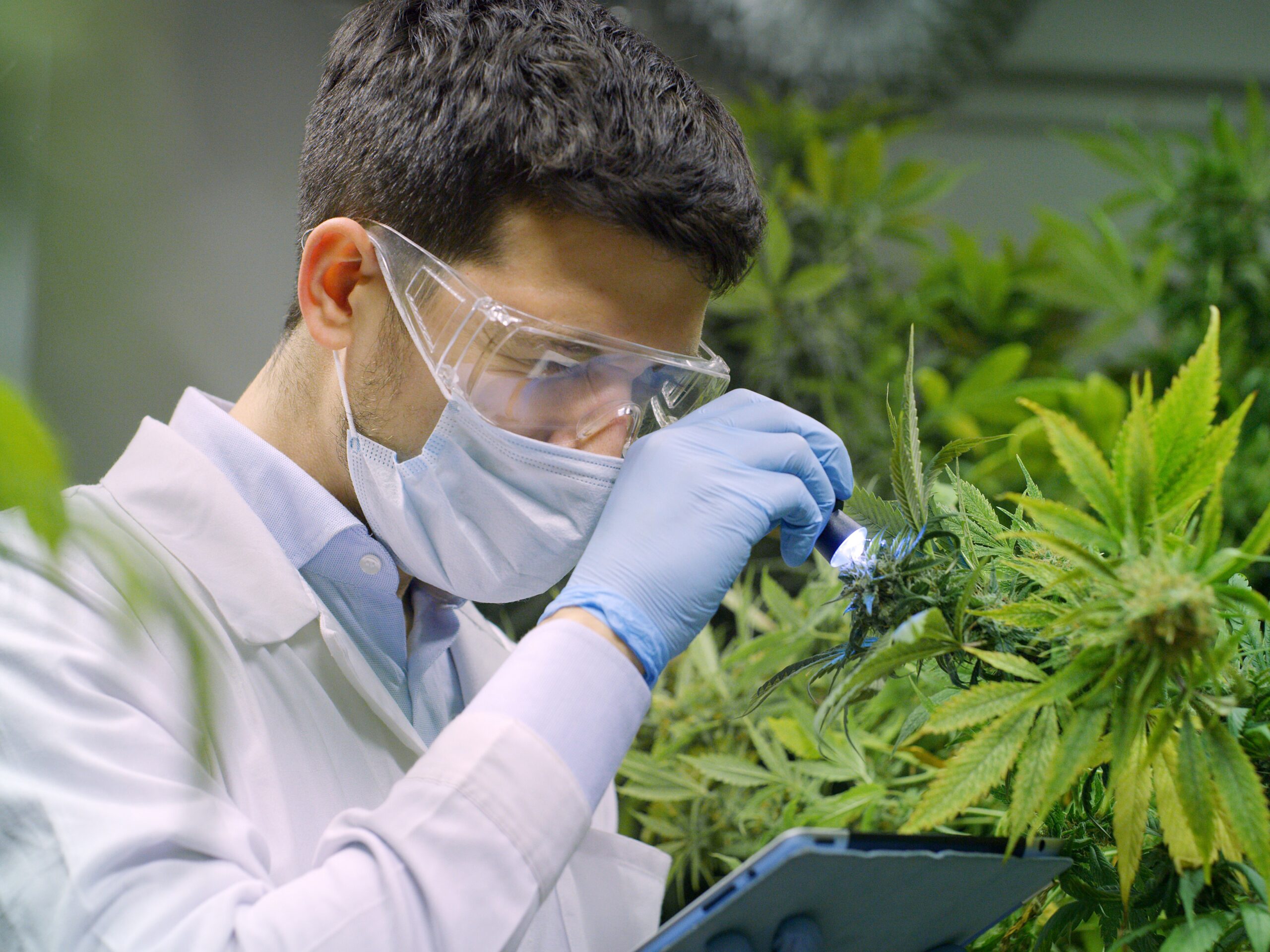 Tilray verlässlicher Partner für medizinisches Cannabis mit langjähriger Erfahrung PTA IN LOVE