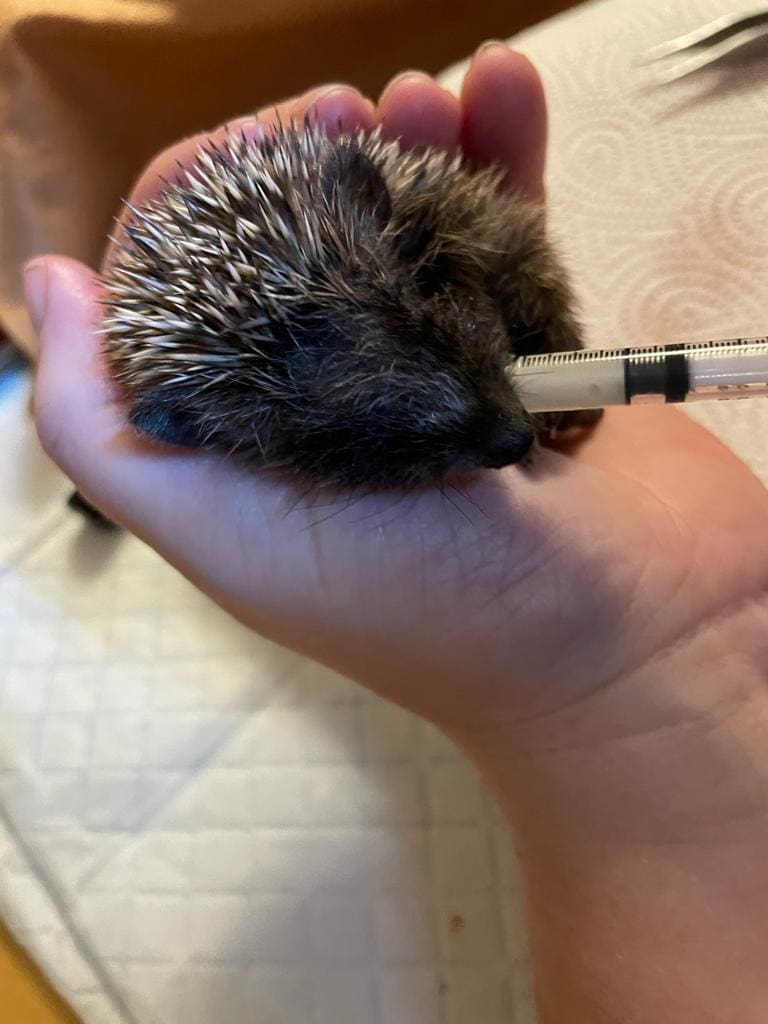 Igel päppeln