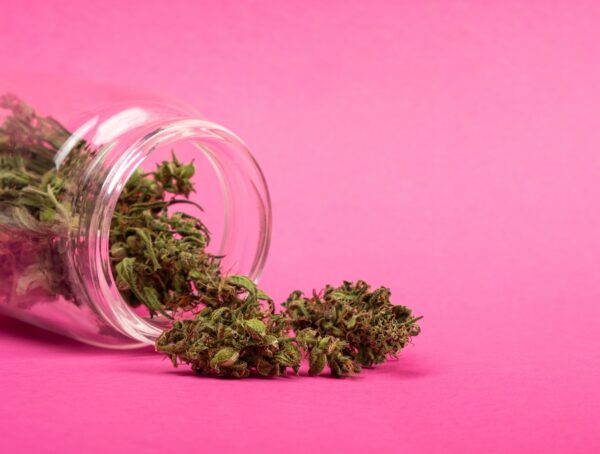 Symbolbild Sonder-PZN Cannabis Legalisierung Cannabisblüten