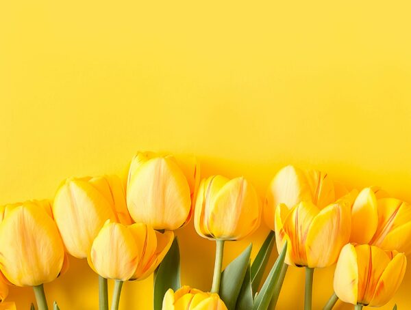 Symbolbild sechs Fakten Tulpen