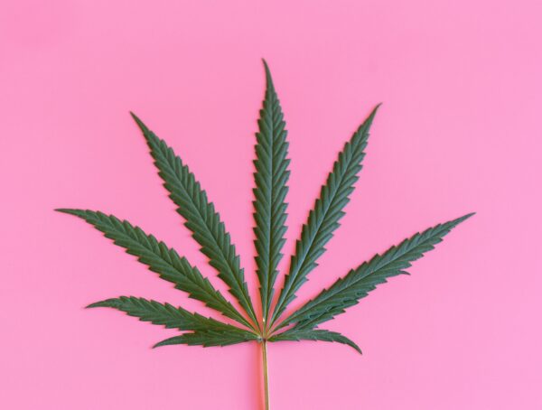 Symbolbild Cannabis Sonder-PZN Hashwert