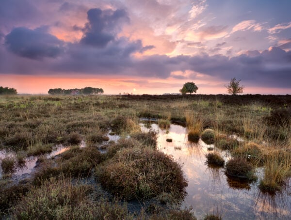 Symbolbild Moor