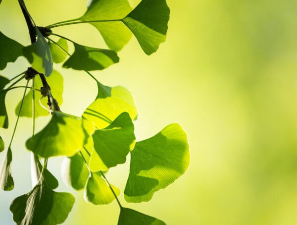 Symbolbild Ginkgo-Extrakt Schlaganfalltherapie