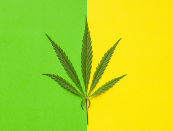 Symbolbild Cannabis Genusszwecke Apotheke