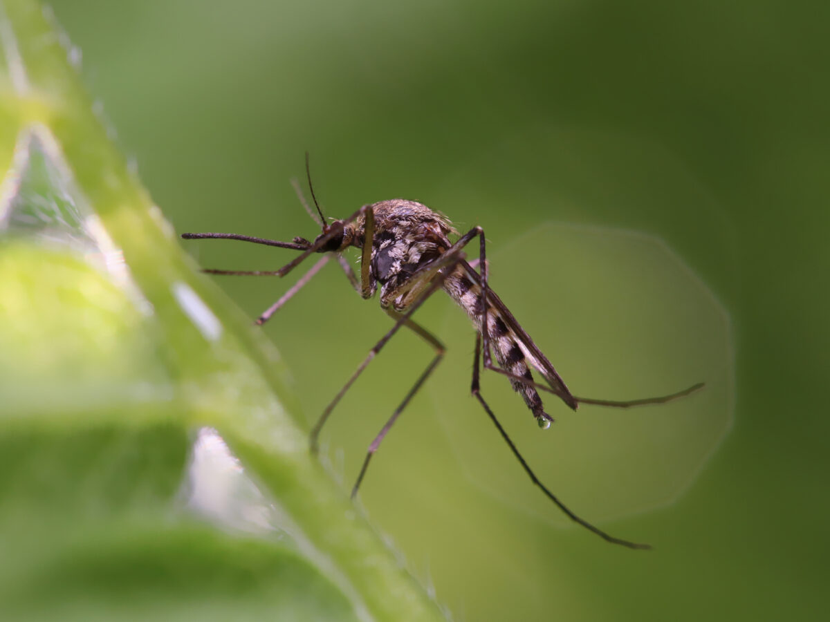 Nicht nur Zecken als Überträger: Borreliose durch Mücken?