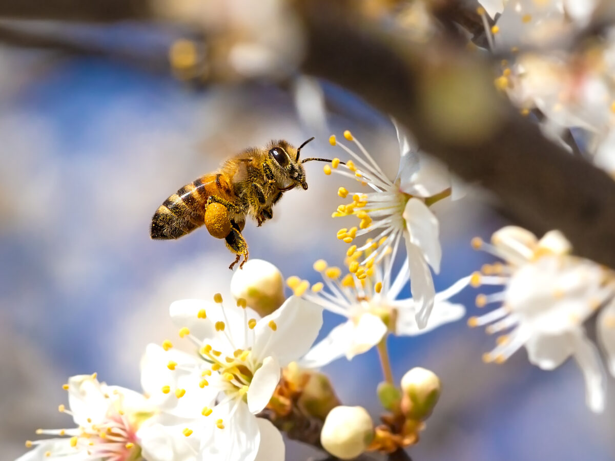 Melittin: Bienengift gegen Brustkrebs?