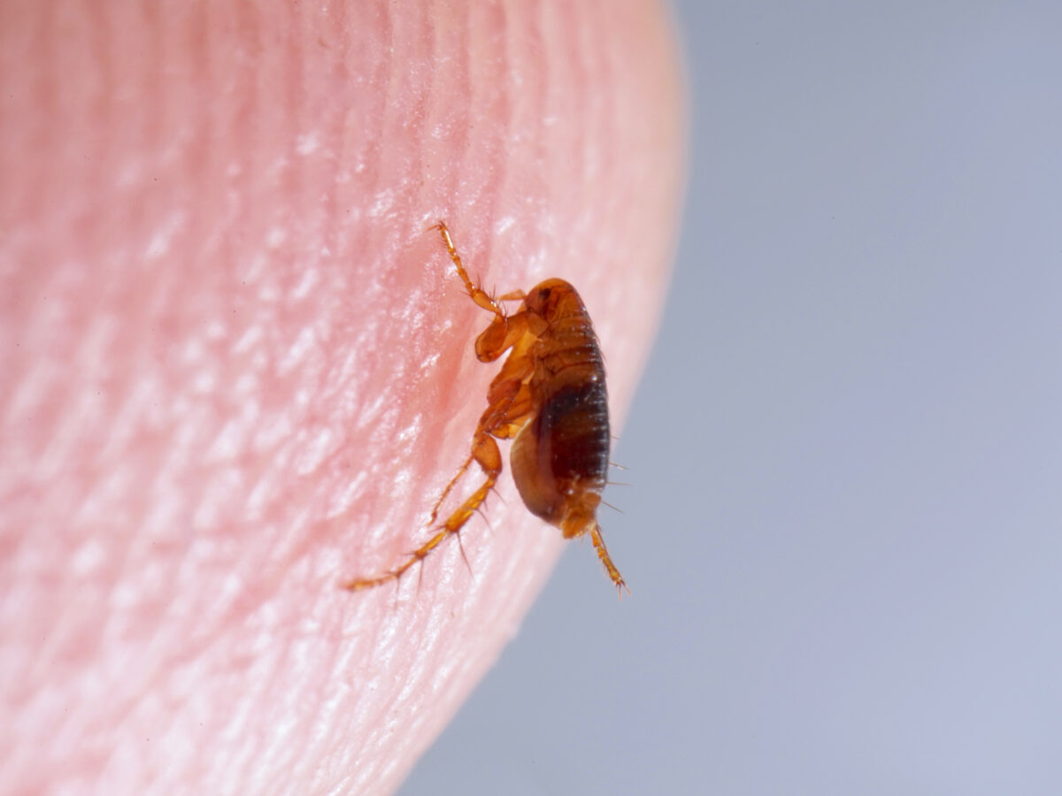 Flöhe: Auch für Menschen ein Problem?