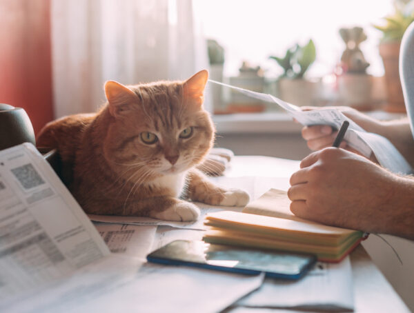 Eine Katze sitzt auf einem Tisch, daneben eine Hand, die etwas in ein Notizbuch schreibt.