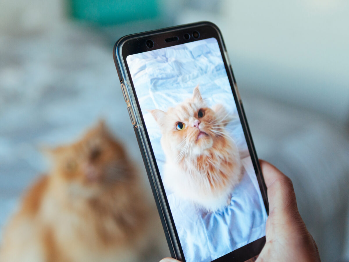 Wegen Katzenfotos: Fristlose Kündigung zulässig?