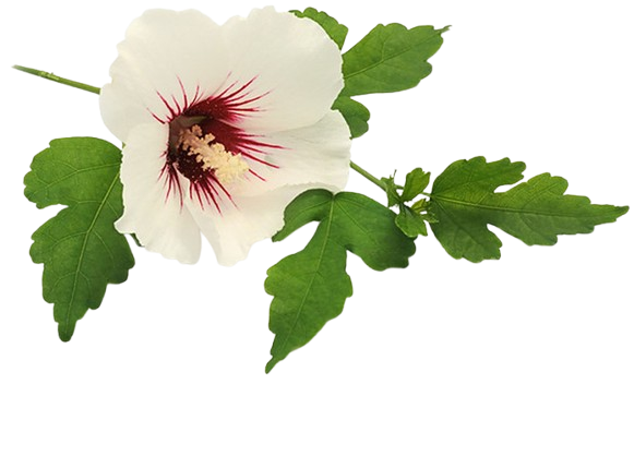 Eibischwurzel dargestellt, weiß pinke Blüte mit grünen Blättern