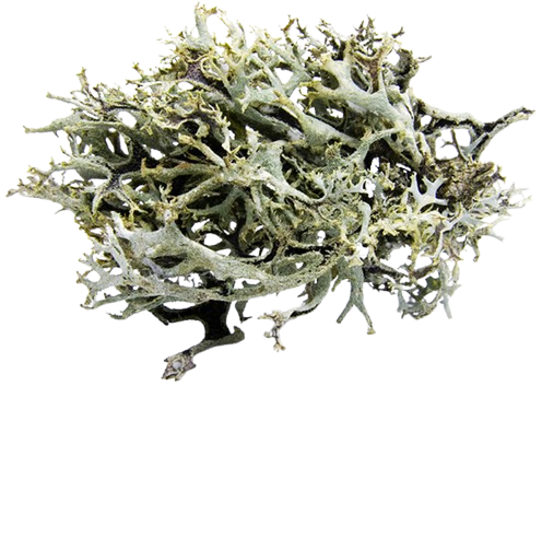 Isländisch Moos gräulich