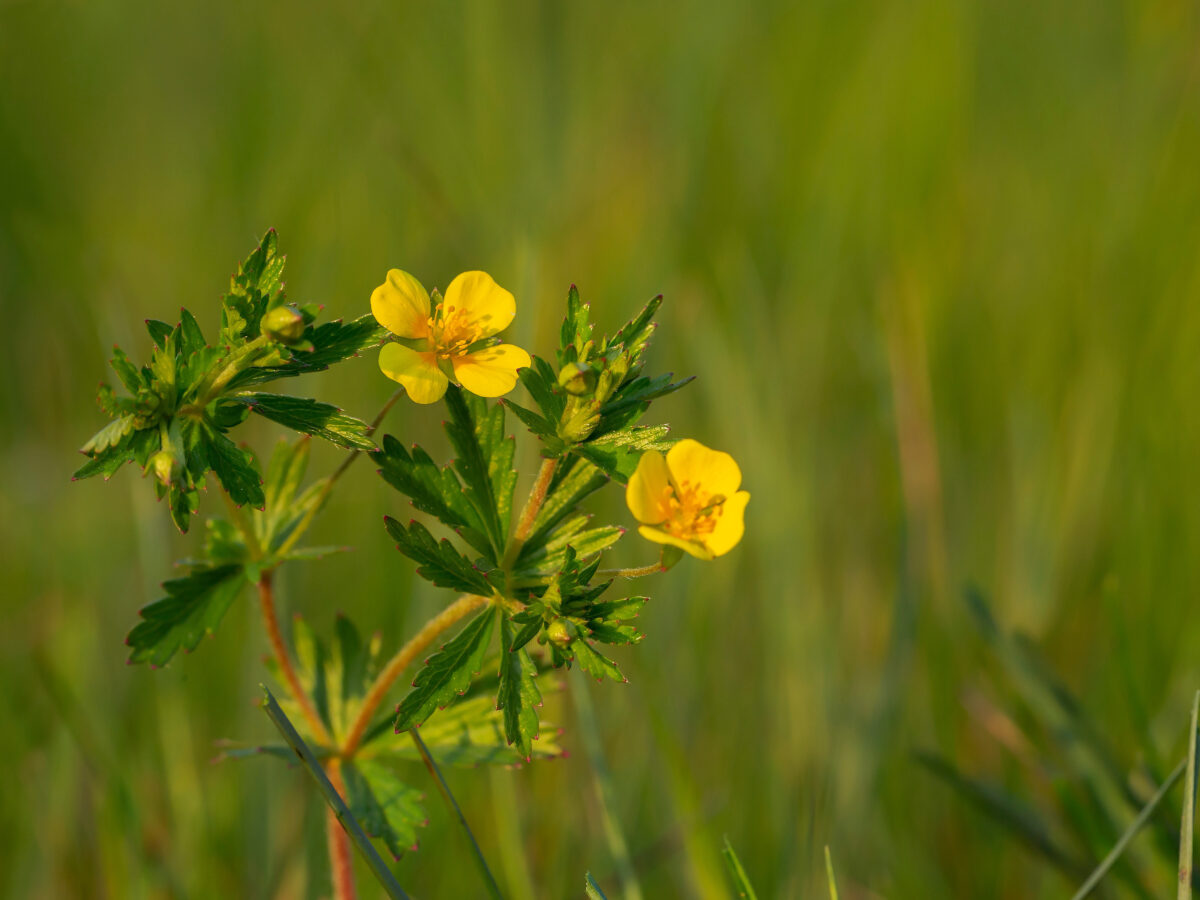 Blutwurz statt Antibiotika? Wildblume gegen Resistenzen